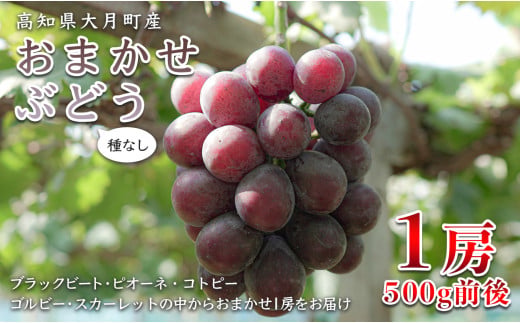 【2026年8･9月発送】ぶどう 種なし おまかせ 1房 (500g) ブドウ 葡萄 グレープ 厳選 期間限定 先行予約 冷蔵 果物 くだもの フルーツ ギフト 贈答 甘い 人気 新鮮 こだわり 松田ぶどう園 高知 大月町
