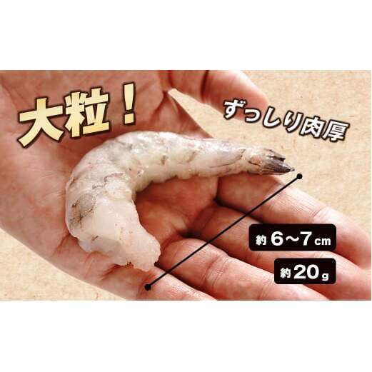 至福の大粒むきえび　背ワタ処理済 1kg　　[むきえび 冷凍 ムキエビ ブラックタイガー 大型 むきえび]_イメージ3