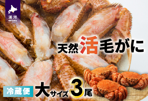 【今が旬！】漁協の活毛がに 大サイズ３尾※日付指定対応不可※[02-1420]