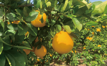 木成り 河内晩柑 7kg 南四国ファーム 晩柑 かわちばんかん 和製 グレープフルーツ 果物 フルーツ 柑橘 みかん 蜜柑 数量限定 産地直送 国産 愛媛 宇和島 B012-035013