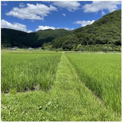 ふるさと納税 丹波篠山市 丹波篠山産コシヒカリ でかんしょ米5kg×2 |  | 01