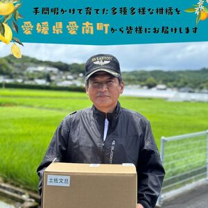 【先行予約：2027年度2月上旬～ 】青果市場 土佐文旦 7kg 訳あり 文旦 愛媛県 愛南町