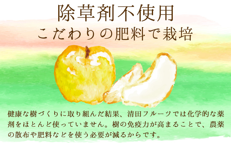 清田フルーツの豊水梨 約5kg(12-20玉前後) 《8月中旬-8月末頃出荷》  梨 なし 果物 フルーツ---sg_ckiyofruit_j8_25_13000_5kg---