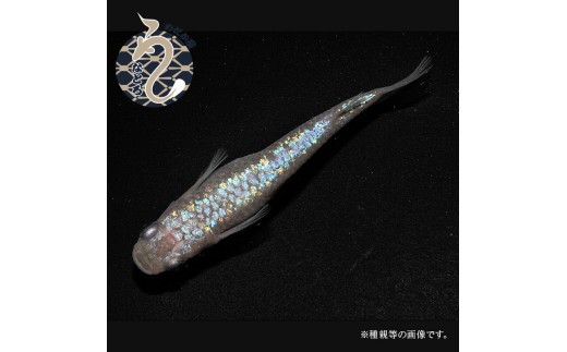 
                  メダカ「ピンクサファイア」１～３ペア
                