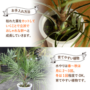 観葉植物 ココスヤシ 鉢底より高さ約100cm 観葉植物 【kurk PLANT LEATHER】 i906