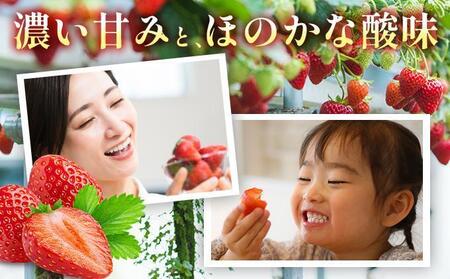 【3月発送】福岡県産あまおう約250g×4パック