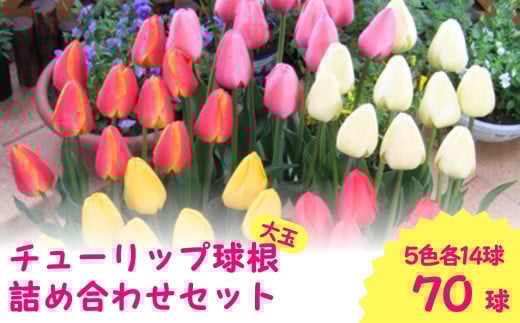 【 先行予約 】 チューリップ 球根 特大球 70球入 ( 5色×14球 ) 一重咲き 5色詰め合わせセット | 新潟県 五泉市 新潟県花卉球根農業協同組合 ( 2025年9月中旬より順次発送 )