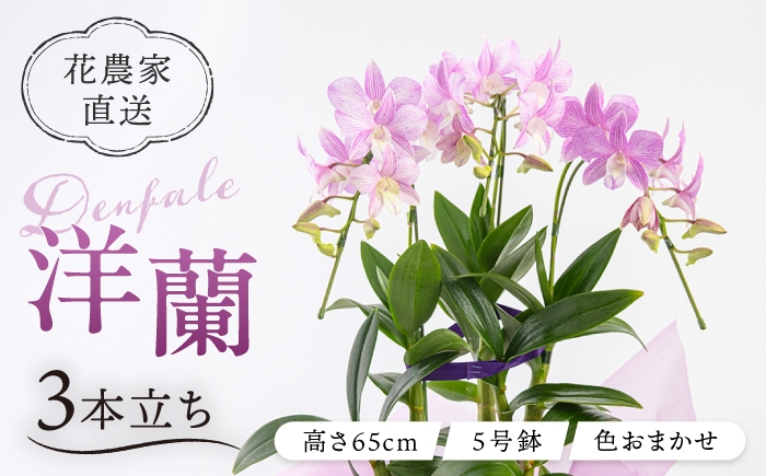 
                  【お中元対象】【30セット 限定 】 デンファレ （ 洋蘭 ） 3本 立ち  《糸島》【和饗エコファーム株式会社】蘭 洋蘭 デンファレ 花 インテリア お祝い 贈り物 [AVI004]	母の日	父の日	ギフト
                