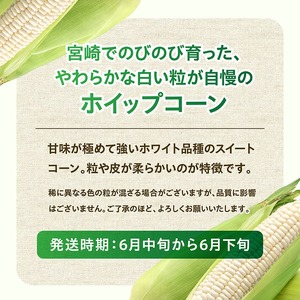 【令和7年度産】守部さんちのホワイトコーン「ホイップコーン」5kg【 とうもろこし ホワイトコーン トウモロコシ ホイップコーン 令和7年発送 先行予約 数量限定 期間限定 】