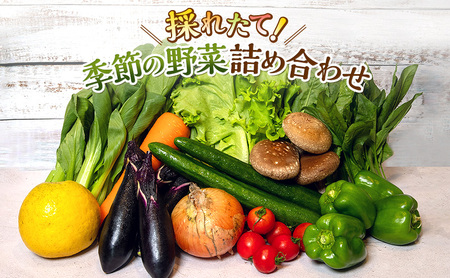 野菜 とれたて 季節の野菜 パック 8品 詰め合わせ 野菜