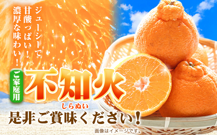 家庭用 不知火 約1kg+250g（傷み補償）【デコポンと同品種・人気の春みかん】【光センサー食頃出荷】【わけあり・訳あり】 池田鹿蔵農園@日高町（池田農園株式会社）《2月上旬-3月末頃出荷》和歌山県