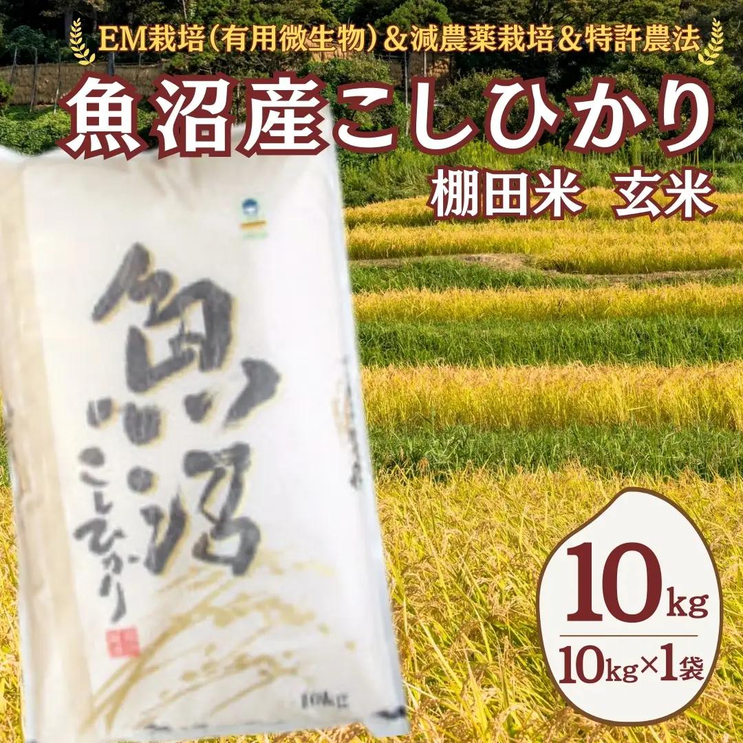【令和8年 先行予約】魚沼産コシヒカリ棚田米 玄米10kg (10キロ×1) 佐藤農場 | 新潟県 コシヒカリ おこめ