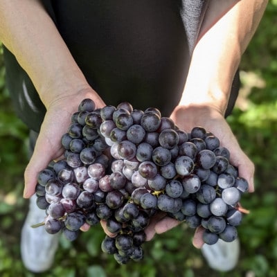 PURE ＆ ZERO 無添加スチューベンジュース〈ストレート＆アールグレイMIX〉各1本