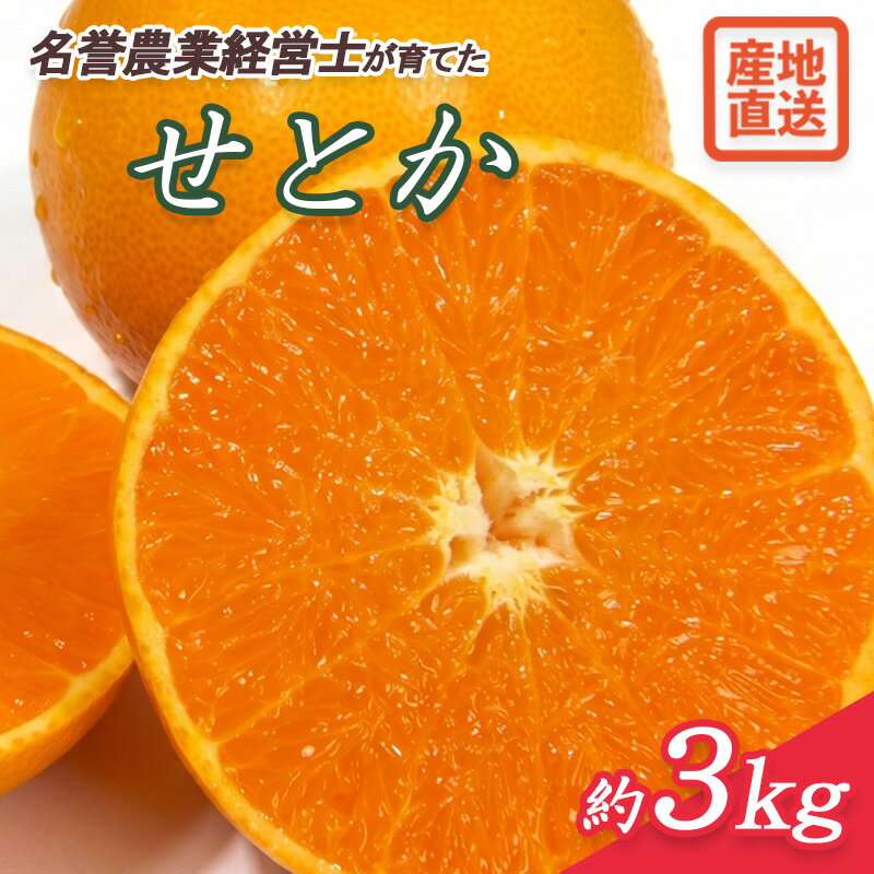 【ふるさと納税】 せとか 約 3kg 静岡県産 【 2027年2月初旬より 順次発送 】産地 直送 みかん 柑橘 オレンジ フルーツ 果物 ミカン 数量 限定 沼津市 はらみかん 農園