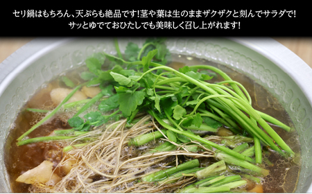 【期間限定】根付き仙台セリ鍋出汁セット（セリ鍋用出汁・スープ付）（500g）4～5人前