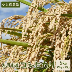【令和7年産】古河市産 コシヒカリ5kg【小久保農園】| 米 _AS01