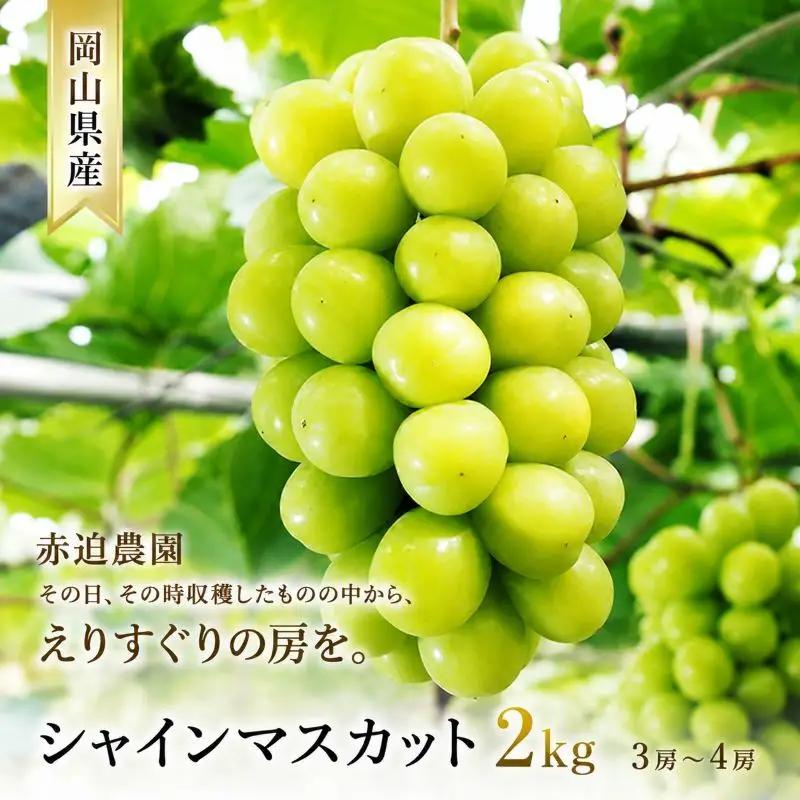 シャインマスカット 赤迫農園 岡山県産 シャインマスカット【2kg 3〜4房】【先行予約】