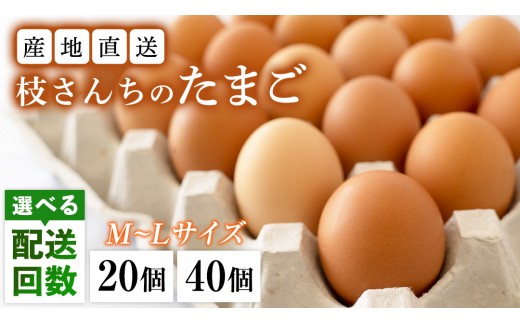 
                  ＼選べるお届け回数・個数／ 枝さんちの たまご (M～L 20個 / 40個) 定期便 3回 6回 12回 産地直送 卵 玉子 生卵 鶏卵 タマゴ 平飼い 桜川市産 茨城県産 非遺伝子組換え [BT001sa00]
                