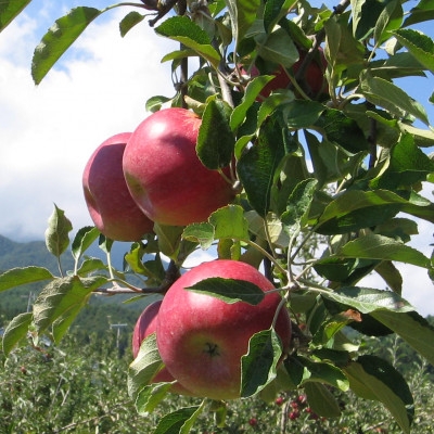 
                  ＜南信州あじさい農園＞葉とらずりんご(紅玉)約4.5kg_果物 生果 家庭用 産地直送 長野県 飯島町【1593197】
                