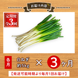 ＜定期便・全3回＞＜先行予約受付中！2025年11月上旬～2026年3月下旬発送予定＞白ねぎ(約5kg×3回・計15kg) ねぎ 白ねぎ ネギ 白ネギ 葱 旬 煮込み 炒め 生 和洋中 万能 鍋 鍋料