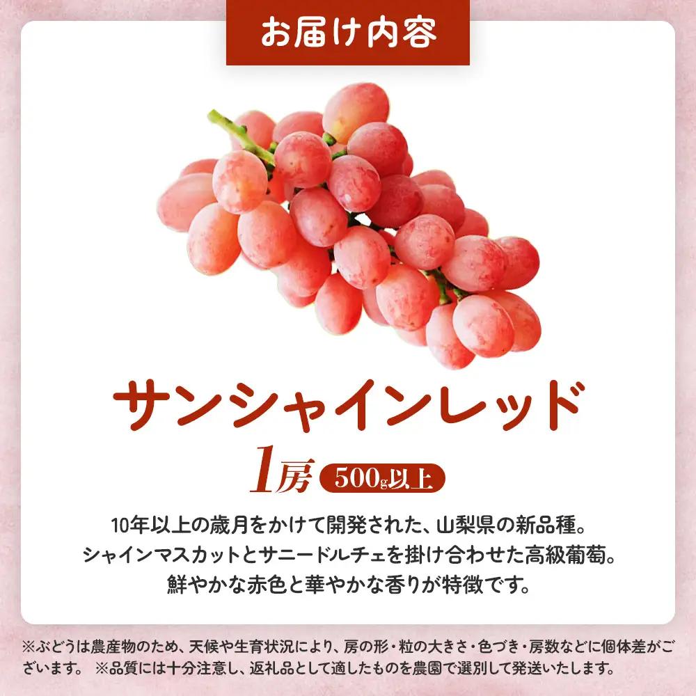 山梨県オリジナル品種ぶどう サンシャインレッド 1房（500g以上） 山梨県産ぶどう