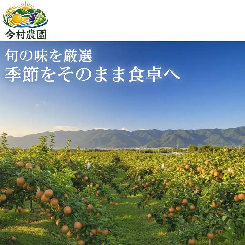 【季節の味覚をお届け】熊本県産 フルーツ詰合せ ぶどう(3房)・梨(5～6個)約5kg×1セット ぶどう 梨 フルーツ 詰め合わせ 食べ比べ 甘い 濃厚 農家直送 ギフト 贈答用 家庭用 お取り寄せ 