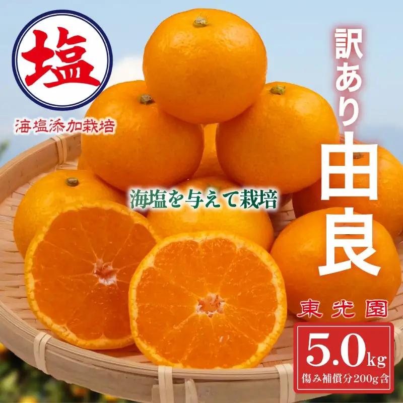 【予約受付】 由良 みかん 5kg 10月上旬 順次発送 訳あり みかん 柑橘