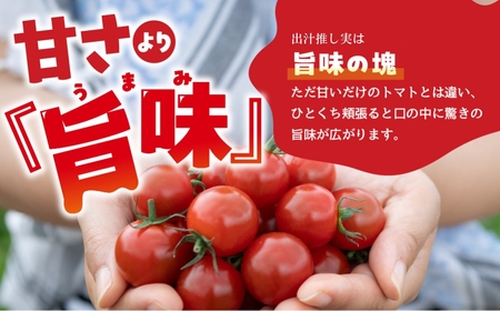 グランプリ受賞 完熟 出汁推し実 ミニトマト 1.5kg 