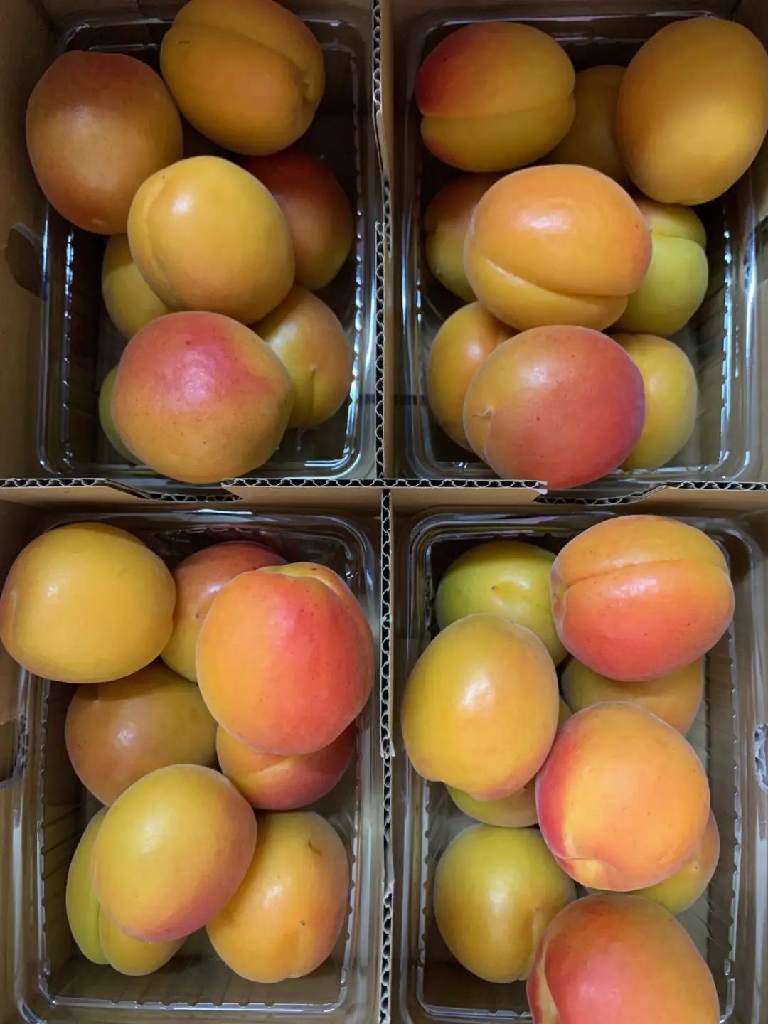 【2027年先行予約】【数量限定】 あんず ハーコット 生食用 約2kg｜ あんず 長野県千曲市産 