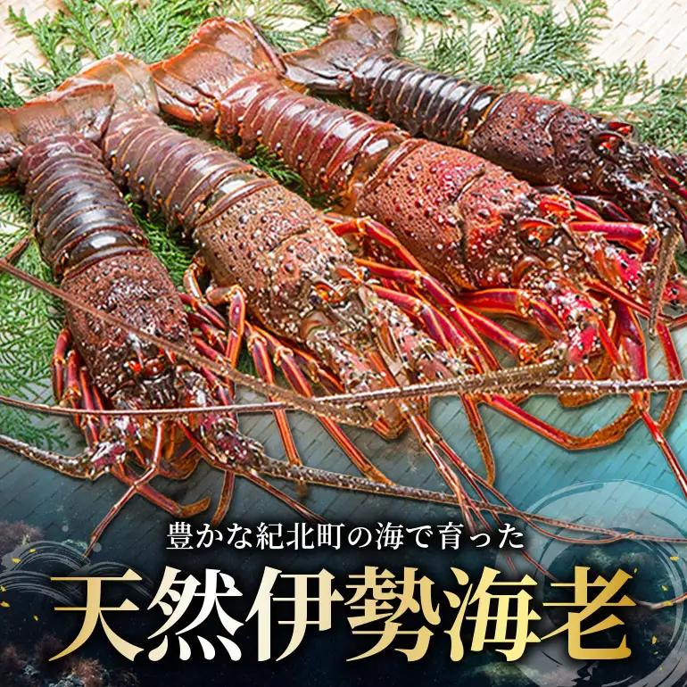 活冷伊勢えび 2～4尾（600g）バタバタしたら角と足がとれちゃいました　【BB25】