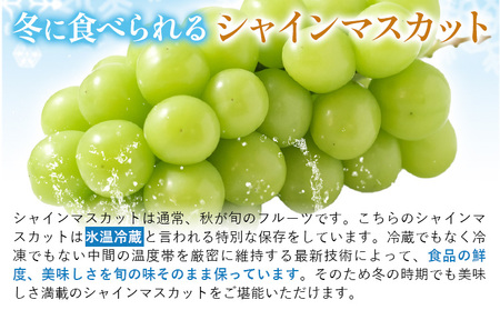 岡山県産 冷蔵 シャインマスカット 2房 (530g以上) 【配送不可地域あり】 《11月中旬-12月末頃に出荷予定(土日祝除く)》 岡山県 矢掛町 マスカット ぶどう 葡萄 氷温冷蔵 果物 フルーツ
