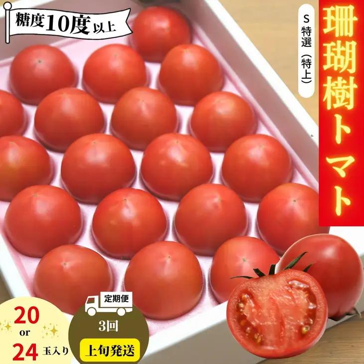 トマト 定期便 3回 計3kg 2027年3月上旬から発送 珊瑚樹トマト