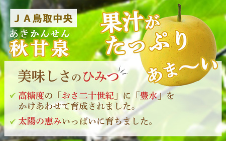 【倉吉産】秋甘泉 5kg  梨 果物 フルーツ 梨 秋甘泉