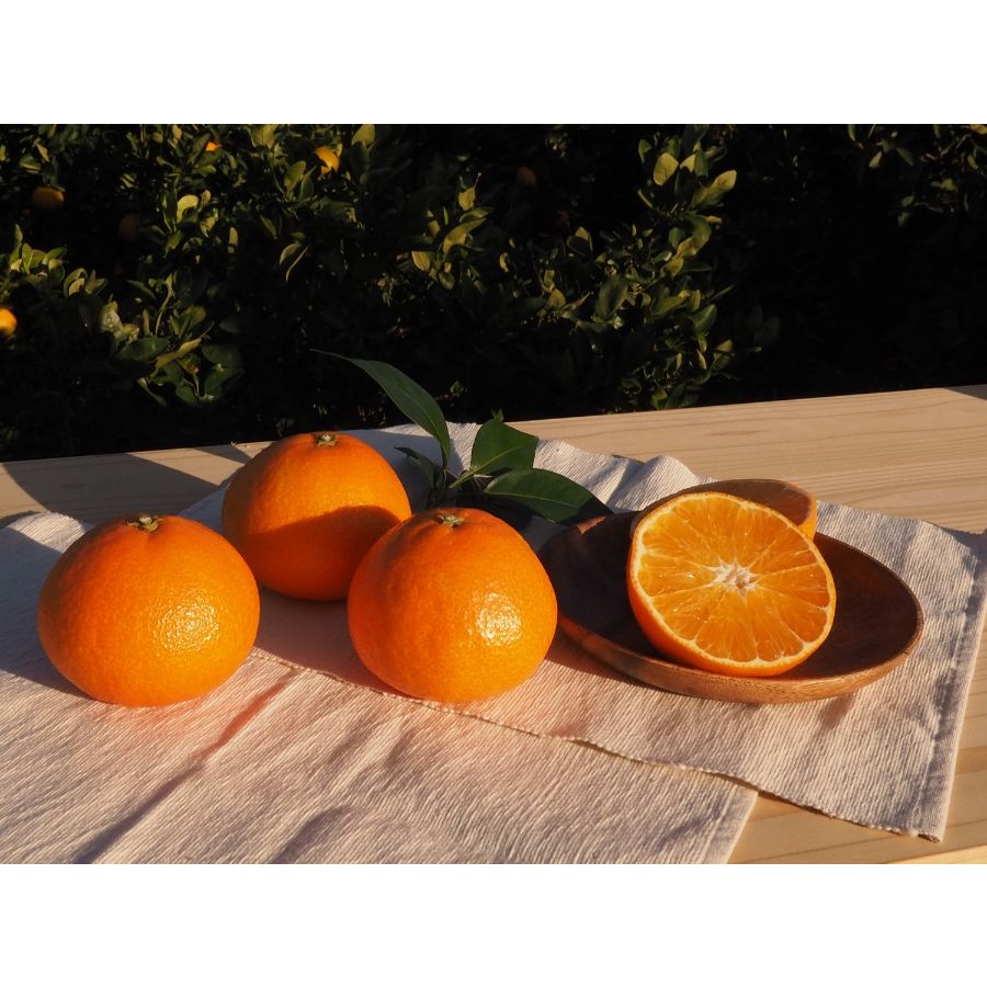 愛媛県産「紅まどんな」赤秀（2L～3Lサイズ）　5～6個【2026年11月下旬～12月下旬発送】