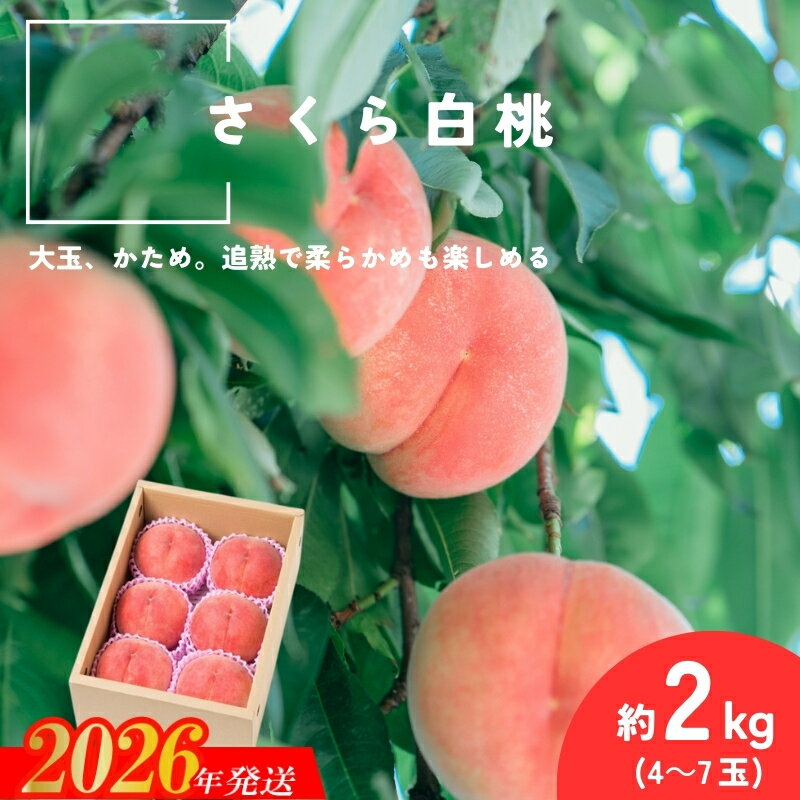 【ふるさと納税】No.2995 さくら白桃 福島県福島市産 約2kg(4～7玉)【2026年発送 先行予約】