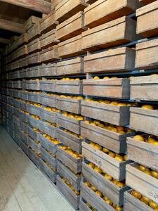 下津蔵出しみかん 約3kg S～Lサイズいずれか 山下農園