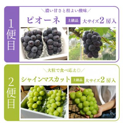 ふるさと納税 津山市 【発送月固定定期便】【2026年先行予約】ピオーネとシャインマスカット大2房の定期便(岡山産)全2回 |  | 01