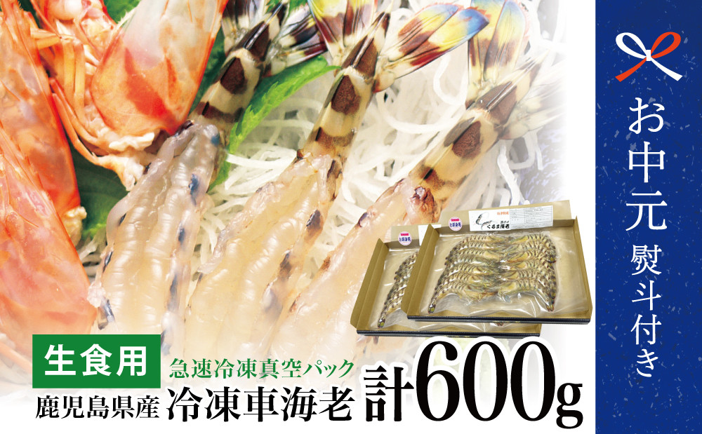 
            【お中元ギフト】鹿児島県産 活〆 冷凍車海老 600g（生食用） えび クルマエビ 海鮮 刺身 南さつま市 贈り物 ギフト 贈答用
          