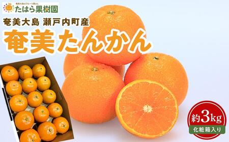 【2026年2月以降発送】奄美たんかん 約3kg化粧箱＜数量限定／先行予約＞|たんかん 果物 くだもの フルーツ