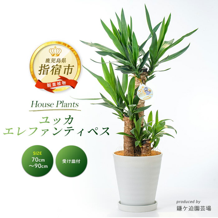 【ふるさと納税】＜2026年3月上旬以降順次発送＞ユッカ・エレファンティペス(70cm〜90cm・プラスチック丸鉢・受け皿付き) ※北海道・沖縄・離島配送不可※ 観葉植物 鉢 おしゃれ インテリア グリーン 大型【鎌ヶ迫園芸場】