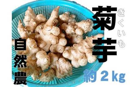 自然農菊芋（約２ｋｇ入り）２０２４年１１月中旬～発送予定
