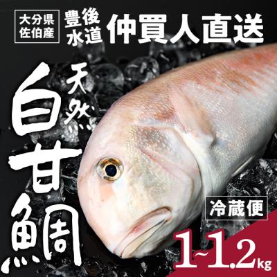 ふるさと納税 佐伯市 白甘鯛(1尾・1-1.2kg)