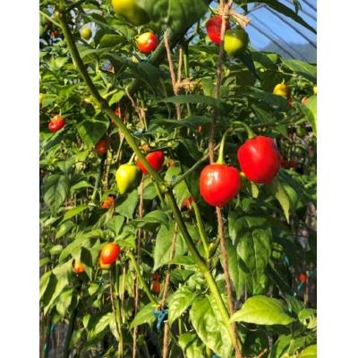 ふるさと納税 熊野市 【テレビで紹介されました】【熊野唐辛子】ハバネロ(粉末) 500g |  | 02