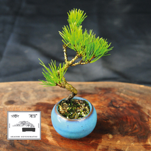 赤石の泉 黒松（鉢植え） S-27