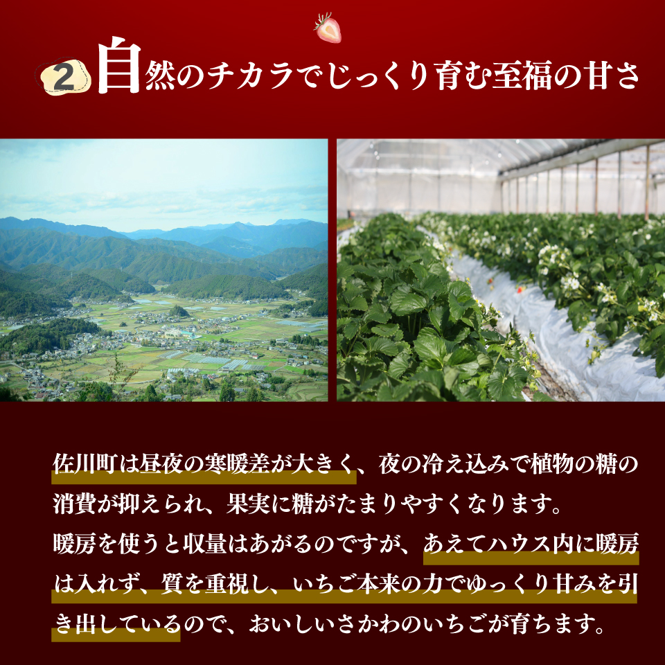 ＜2026年1月頃～3月頃発送（予定）＞【ゆめのか 285g×4パック】 いちご 苺 イチゴ  ストロベリー 佐川町産 贈答 ギフト 秀品