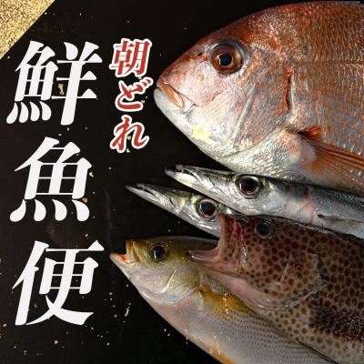 ふるさと納税 大月町 朝どれ 鮮魚 おまかせ 3〜5kg 詰め合わせ 海鮮 魚介 刺身 高知県 大月町 冷蔵 直送
