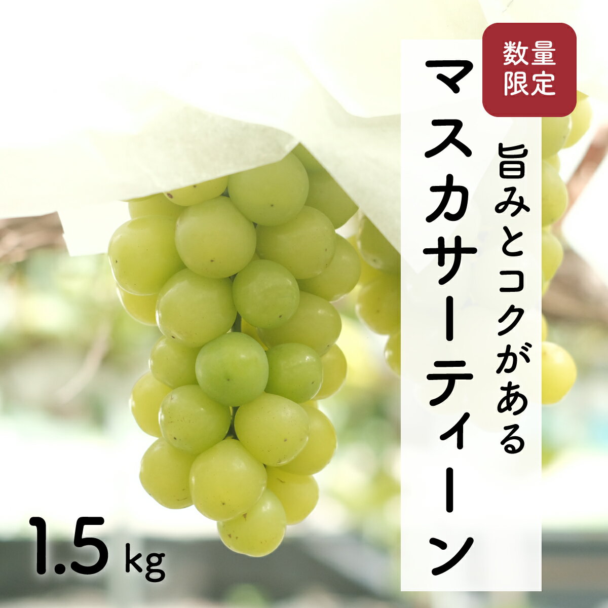 【ふるさと納税】【先行予約・2026年8月】数量限定 マスカサーティーン 1.5kg 産地直送 農家直送 大粒 種なし 甘い ぶどう 果物 ギフト