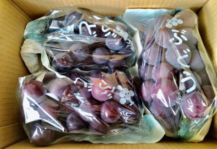 【予約受付】葡萄 ぶどう ブラックオリンピア 約1kg（2～3房）【2026年8月中に順次発送予定】【申し込みは7月下旬まで】