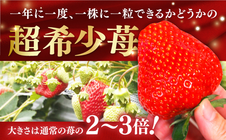 煌稀の果実　高知市春野町産 苺 超大粒（約600g・9または12粒）＜2025年1月 から発送開始＞