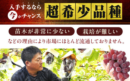 富士の輝 1房（約700g） 広川町 / 井上農園[AFCK001]